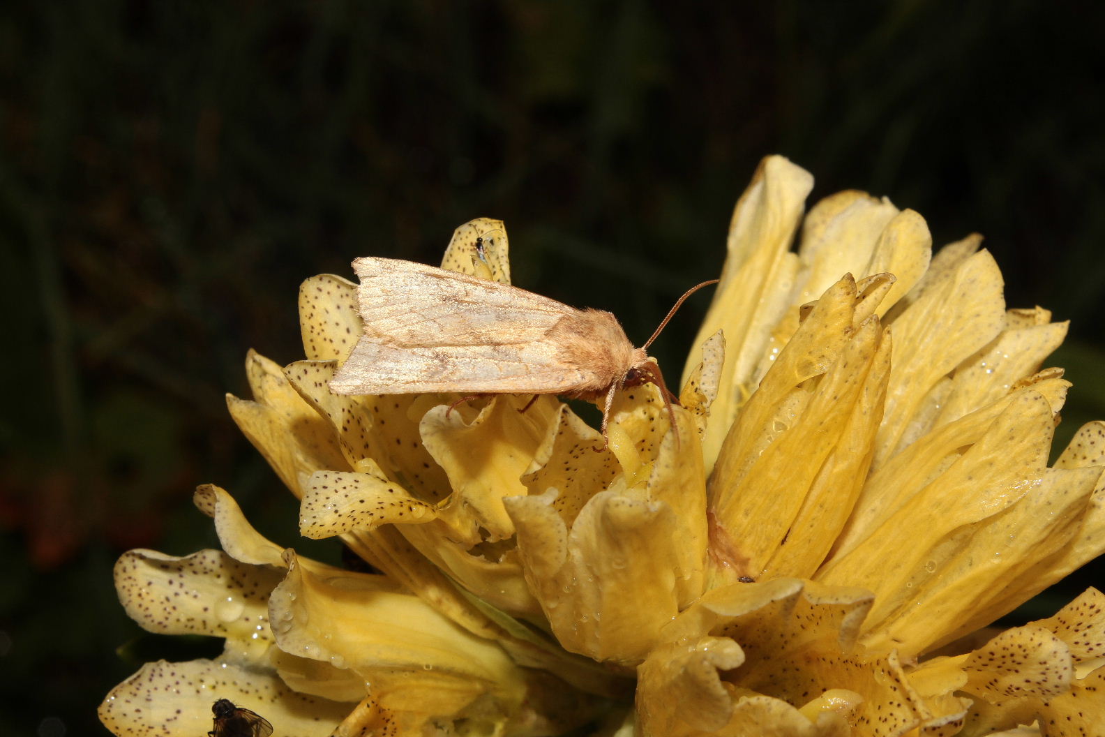 Lepidoptera da determinare-6